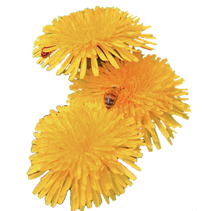 Dandelion PNG-12882